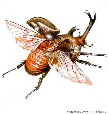 Realistic watercolor-style beetle illustration 90176667