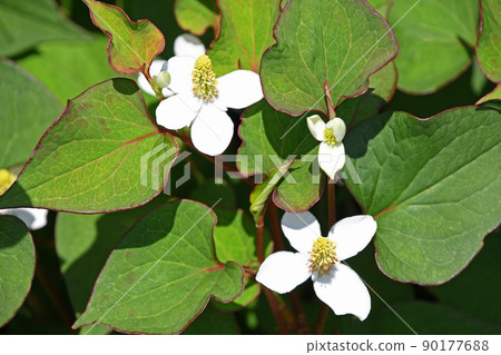 White flowers of Dokudami shining in the sun 90177688