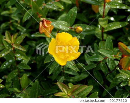 雨後的金絲桃（開在樹蔭下的金線梅黃色花） 90177810