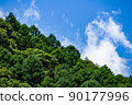 Sky and forest landscape 90177996