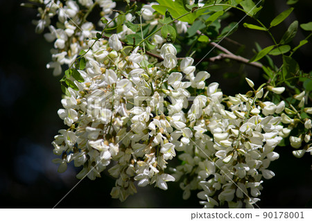 Akashiya的花 90178001