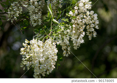 Akashiya's flower 90178005