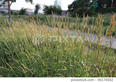 首爾玫瑰節 90178082