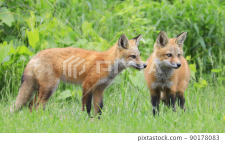 Young red foxes playing in the grass with green foreground and background 90178083