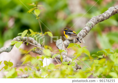 Narcissus flycatcher, a summer bird crowing on a tree branch 90178255