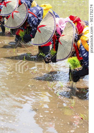 <Shimane Prefecture> Hida flower rice planting 90178274
