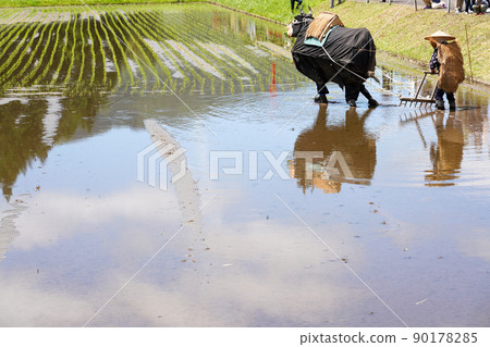 <島根縣>飛騨的花田種植 抓稻田 <島根縣>飛騨的花田種植 抓稻田 90178285