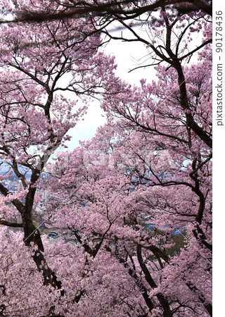 Cherry blossoms in Takato Castle Ruins Park Cherry blossoms in Takato Castle Ruins Park 90178436