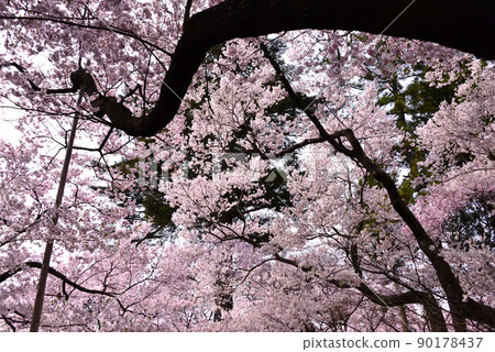 Cherry blossoms in Takato Castle Ruins Park Cherry blossoms in Takato Castle Ruins Park 90178437