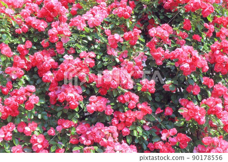 Rose flower 90178556