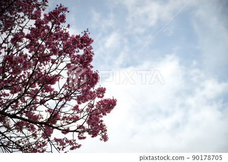Flowers, trees, blue sky, sky, landscape, cherry blossoms Flowers, trees, blue sky, sky, landscape, cherry blossoms 90178705