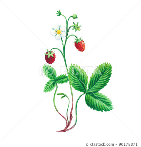 Watercolor with wild forest strawberries isolated on white background.  90178871