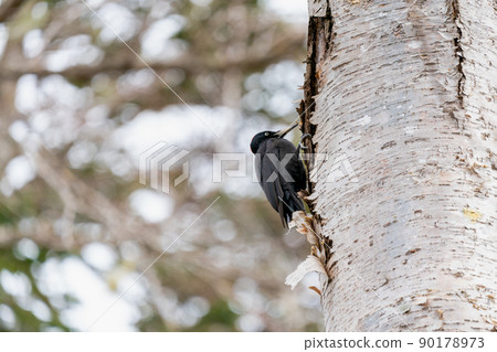 熊格拉在森林樹上築巢 90178973