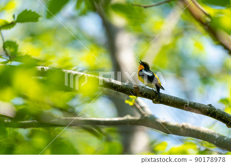 水仙捕蠅器,一隻夏天的鳥在樹枝上打鳴 水仙捕蠅器,一隻夏天的鳥在樹枝上打鳴 90178978