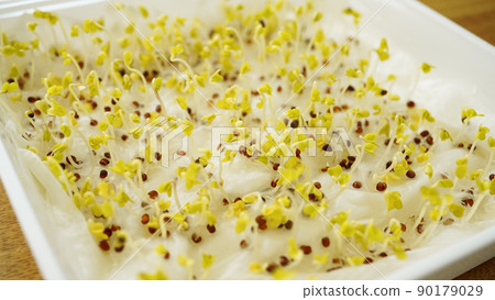 撒在棉花上的種子發芽的實驗 90179029