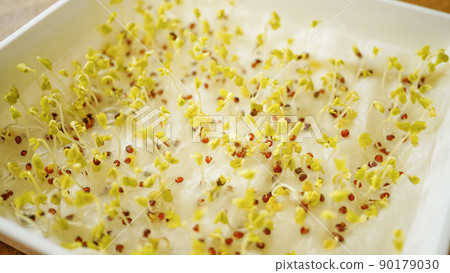 撒在棉花上的種子發芽的實驗 90179030