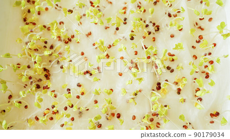 撒在棉花上的種子發芽的實驗 90179034