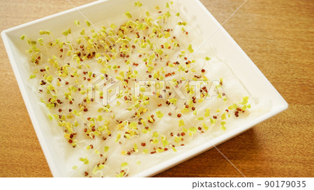 撒在棉花上的種子發芽的實驗 90179035