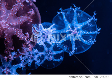 Macro photo of mysterious jellyfish Macro photo of mysterious jellyfish 90179058