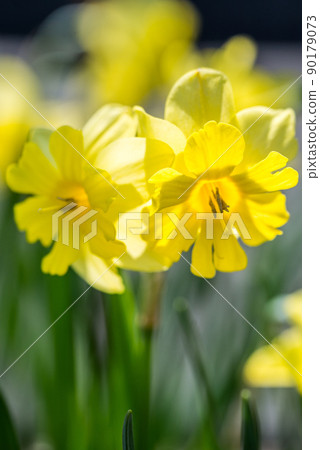 Yellow Daffodil Yellow Daffodil 90179073