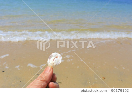Beach shell Beach shell 90179102