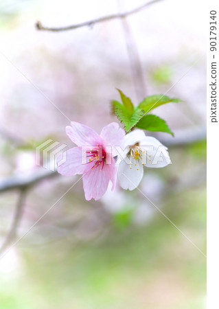 Sakura Chishimazakura 90179140