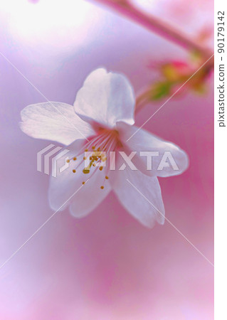 Sakura Chishimazakura 90179142