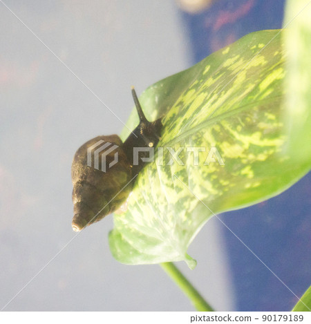 giant snail on a sheet of dieffenbachia on a mirror background 90179189