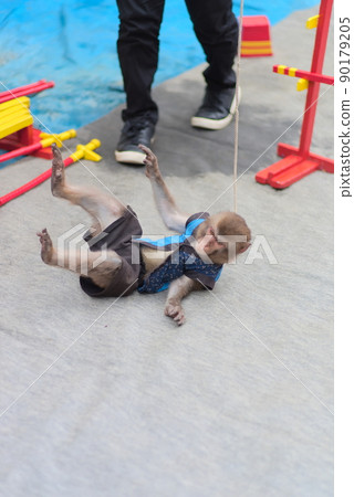 A monkey performing a trick, rolling 90179205