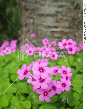 Oxalis vinegar blooming under the cherry tree 90179224