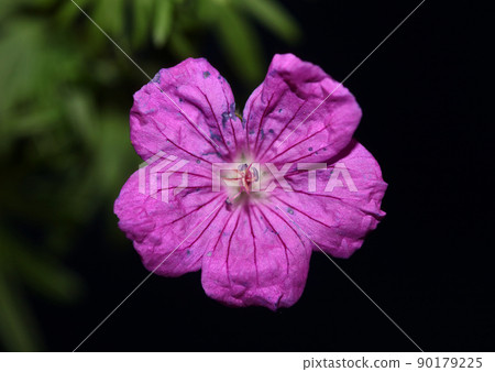 Purple flower blossoming close up botanical background Geranium platypetalum family Geraniaceae big size floral print high quality 90179225