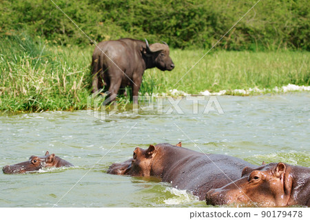 African wildlife, Uganda 90179478
