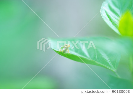 Landscape with frog children and green leaves Landscape with frog children and green leaves 90180008