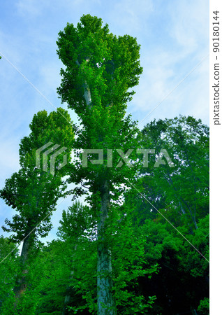 Deciduous tree, young leaves of sycamore in early spring Deciduous tree, young leaves of sycamore in early spring 90180144