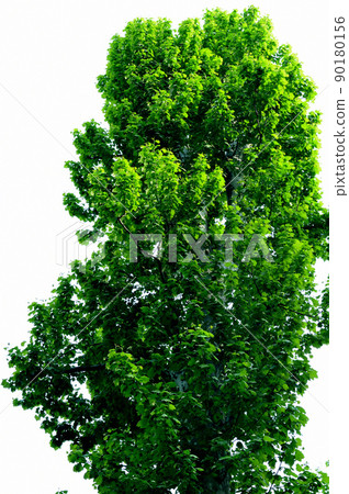 Deciduous tree, young leaves of sycamore in early spring 90180156