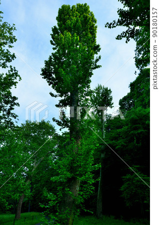 Deciduous tree, young leaves of sycamore in early spring Deciduous tree, young leaves of sycamore in early spring 90180157
