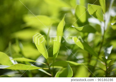 Young leaves of evergreen bayberry (bayberry) 90180286