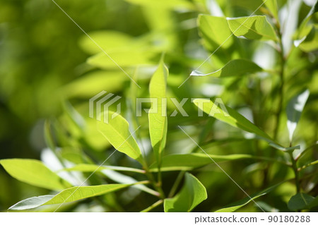 Young leaves of evergreen bayberry (bayberry) 90180288