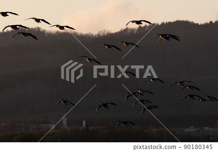 一群白額雁進入落日 90180345