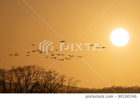 一群白額雁進入落日 一群白額雁進入落日 90180346
