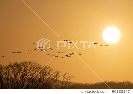 一群白額雁進入落日 90180347