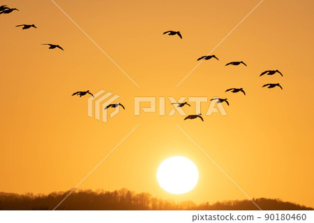 A flock of white-fronted geese entering the setting sun 90180460
