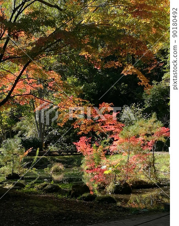 Autumn leaves reflected in a pond in the forest Autumn leaves reflected in a pond in the forest 90180492