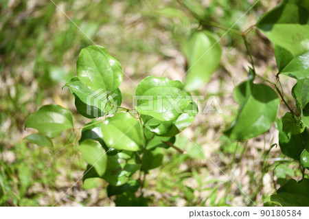 Smilax china china Smilax china china 90180584