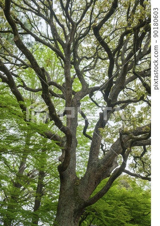 Tree shape of a large camphor tree Tree shape of a large camphor tree 90180603