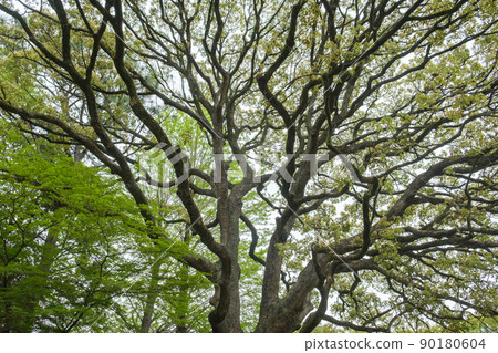 Tree shape of a large camphor tree Tree shape of a large camphor tree 90180604