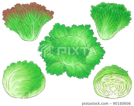 生菜和葉生菜(1線顏色) 生菜和葉生菜(1線顏色) 90180606