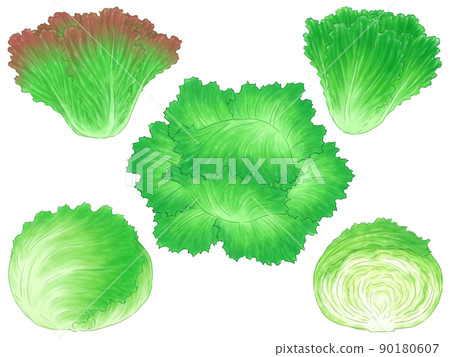 生菜和葉生菜 生菜和葉生菜 90180607