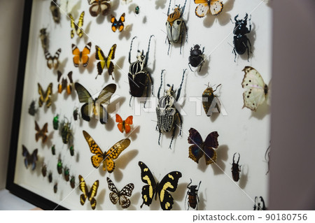 昆蟲標本昆蟲博物館 90180756