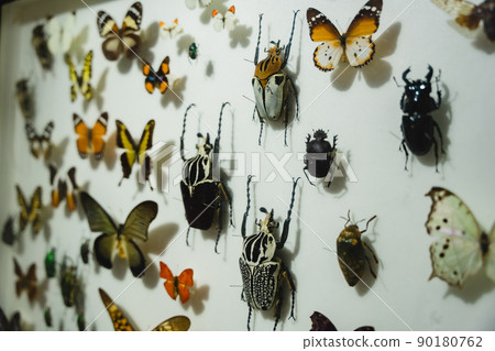 Insect Specimen Insect Museum 90180762